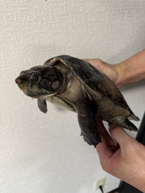 オオアタマヨコクビガメ（デュメリリアーナ）甲長約25cm　オス