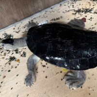 カクレガメ（甲長約30cm）オス