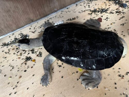 カクレガメ（甲長約30cm）オス