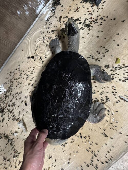 カクレガメ（甲長約30cm）オス - 画像 (3)