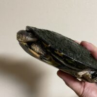 トゲモモヘビクビガメ（甲長 ♂約15cm,♀16cm）WCペア