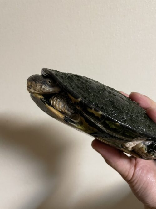 トゲモモヘビクビガメ（甲長 ♂約15cm,♀16cm）WCペア
