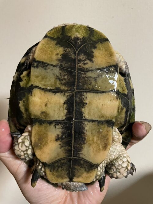 トゲモモヘビクビガメ（甲長 ♂約15cm,♀16cm）WCペア - 画像 (3)