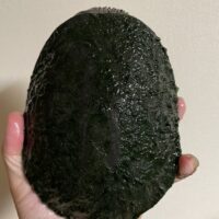 トゲモモヘビクビガメ（甲長 ♂約15cm,♀16cm）WCペア