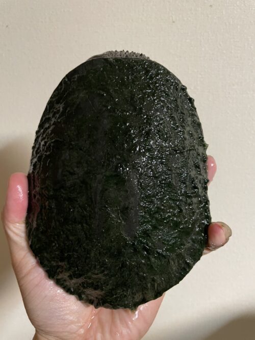 トゲモモヘビクビガメ（甲長 ♂約15cm,♀16cm）WCペア - 画像 (2)