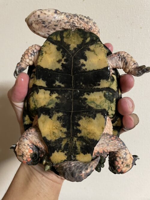 トゲモモヘビクビガメ（甲長 ♂約15cm,♀16cm）WCペア - 画像 (6)