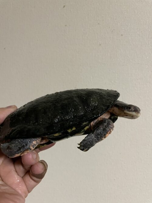 トゲモモヘビクビガメ（甲長 ♂約15cm,♀16cm）WCペア - 画像 (4)
