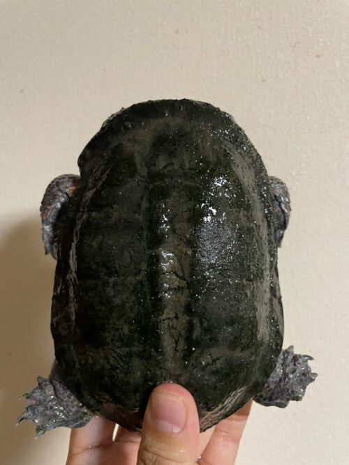 トゲモモヘビクビガメ（甲長 ♂約15cm,♀16cm）WCペア - 画像 (5)