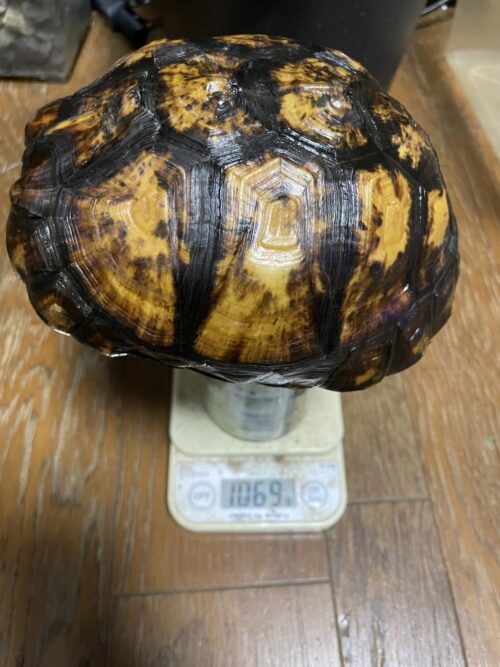 ユカタンハコガメ（甲長約19cm）国内CB　2019CB（1060g） - 画像 (5)
