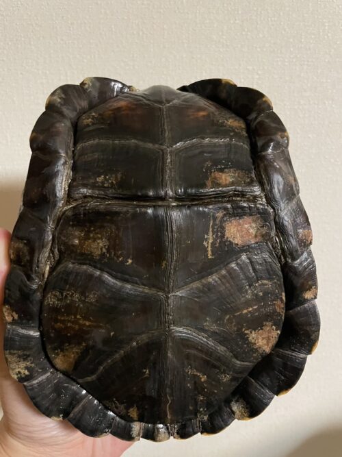 ユカタンハコガメ（甲長約19cm）国内CB　2019CB（1060g） - 画像 (7)