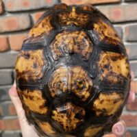 ユカタンハコガメ（甲長約19cm）国内CB　2019CB（1060g）