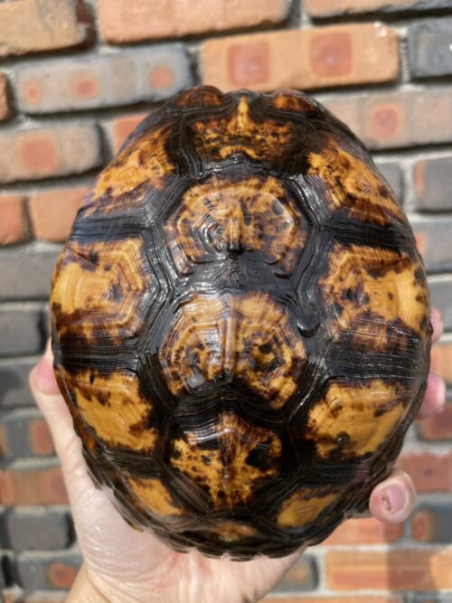 ユカタンハコガメ（甲長約19cm）国内CB　2019CB（1060g）