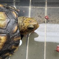 ユカタンハコガメ（国内２４CB）甲長約10cm