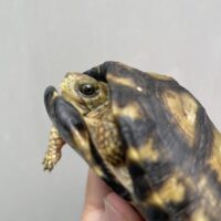 ユカタンハコガメ（国内２４CB）甲長約10cm