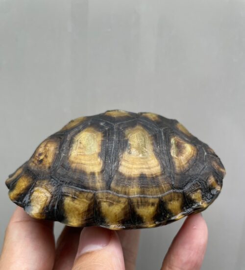 ユカタンハコガメ（国内２４CB）甲長約10cm - 画像 (6)