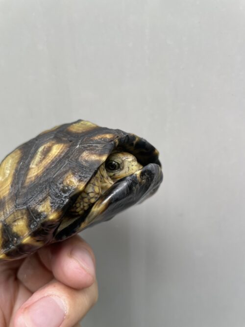 ユカタンハコガメ（国内２４CB）甲長約10cm - 画像 (5)