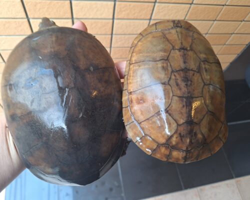 ヤエヤマミナミイシガメ（西表島産）WC飼い込みメス - 画像 (7)