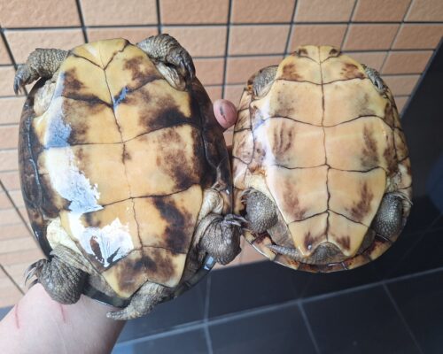 ヤエヤマミナミイシガメ（西表島産）WC飼い込みメス - 画像 (14)