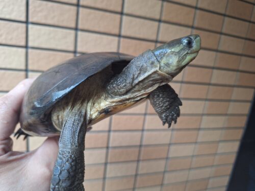ヤエヤマミナミイシガメ（西表島産）WC飼い込みメス - 画像 (10)