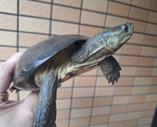 ヤエヤマミナミイシガメ（西表島産）WC飼い込みメス - 画像 (8)