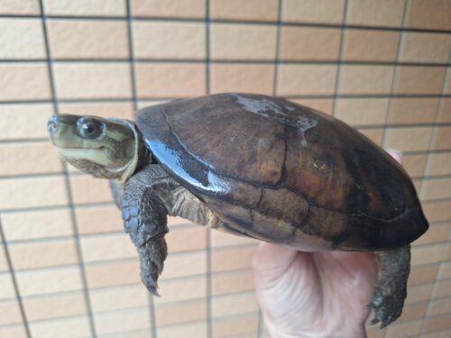 ヤエヤマミナミイシガメ（西表島産）WC飼い込みメス - 画像 (12)