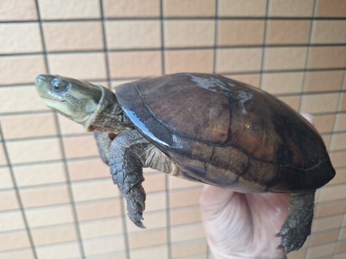 ヤエヤマミナミイシガメ（西表島産）WC飼い込みメス - 画像 (11)