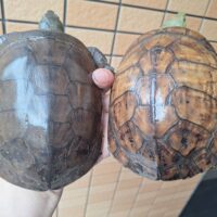 ヤエヤマミナミイシガメ（西表島産）WC飼い込みメス