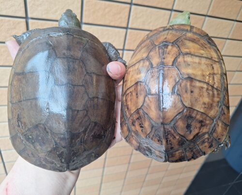 ヤエヤマミナミイシガメ（西表島産）WC飼い込みメス