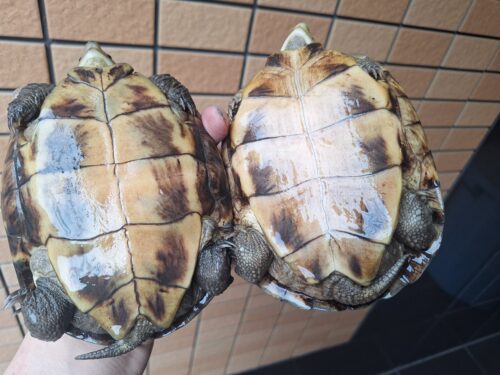 ヤエヤマミナミイシガメ（西表島産）WC飼い込みメス - 画像 (6)