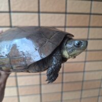 ヤエヤマミナミイシガメ（西表島産）WC飼い込みメス