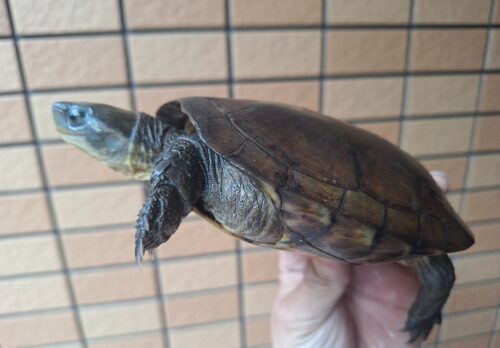 ヤエヤマミナミイシガメ（西表島産）WC飼い込みメス - 画像 (3)