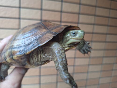 ヤエヤマミナミイシガメ（西表島産）WC飼い込みメス - 画像 (4)