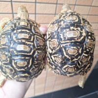 ヒョウモンリクガメ（甲長約15cm）
