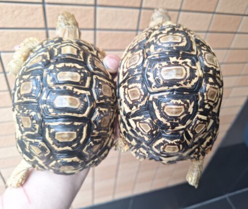 ヒョウモンリクガメ（甲長約15cm）