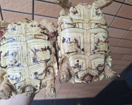 ヒョウモンリクガメ（甲長約15cm） - 画像 (9)