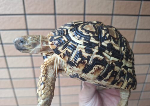 ヒョウモンリクガメ（甲長約15cm） - 画像 (5)