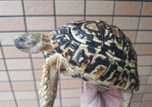 ヒョウモンリクガメ（甲長約15cm） - 画像 (6)