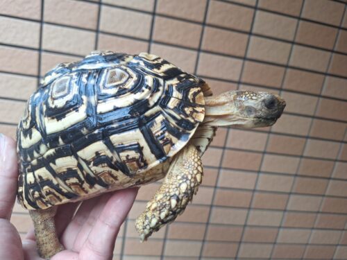 ヒョウモンリクガメ（甲長約15cm） - 画像 (7)