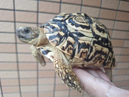 ヒョウモンリクガメ（甲長約15cm） - 画像 (3)