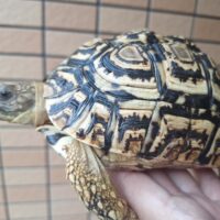 ヒョウモンリクガメ（甲長約15cm）