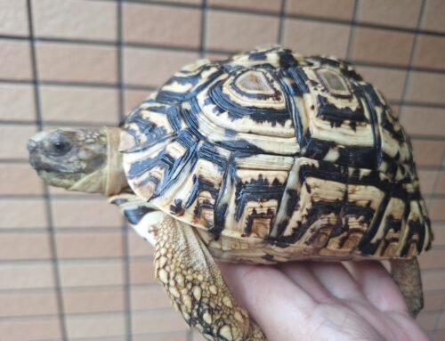 ヒョウモンリクガメ（甲長約15cm） - 画像 (2)
