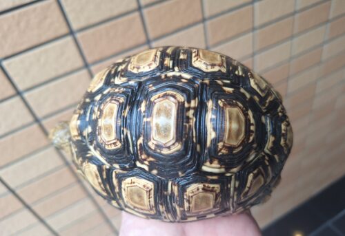 ヒョウモンリクガメ（甲長約14cm） - 画像 (4)