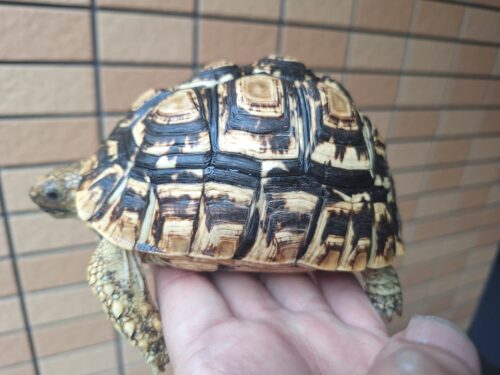 ヒョウモンリクガメ（甲長約14cm）