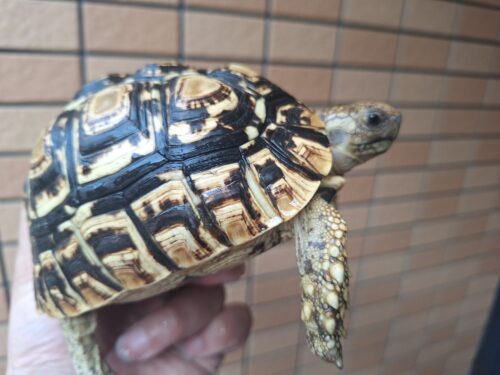 ヒョウモンリクガメ（甲長約14cm） - 画像 (3)