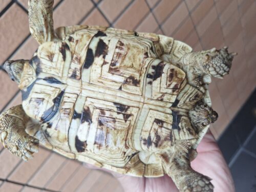 ヒョウモンリクガメ（甲長約14cm） - 画像 (5)