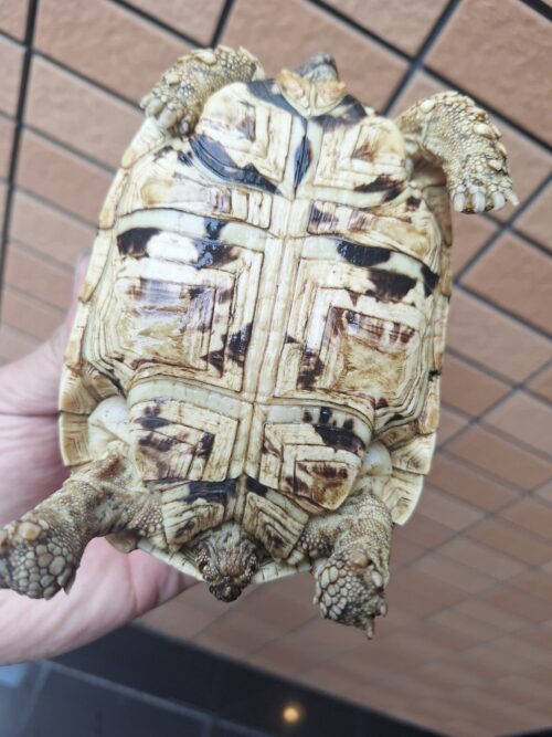 ヒョウモンリクガメ（甲長約14cm） - 画像 (6)