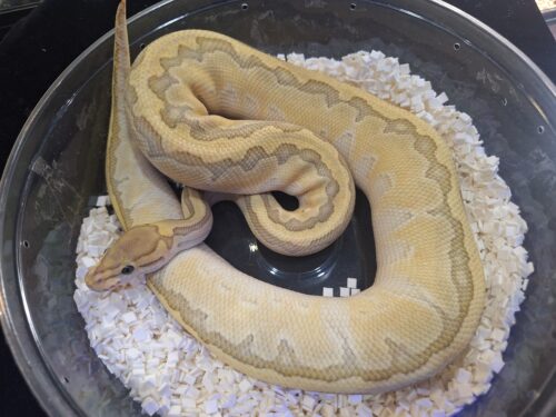 ボールパイソン（ピンストライプバターゴーストhetクラウン）800g メス - 画像 (3)