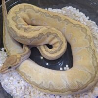 ボールパイソン（ピンストライプバターゴーストhetクラウン）800g メス