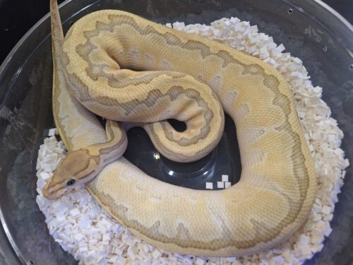 ボールパイソン（ピンストライプバターゴーストhetクラウン）800g メス