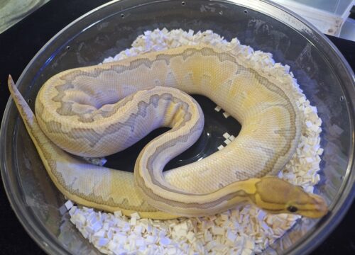 ボールパイソン（ピンストライプバターゴーストhetクラウン）800g メス - 画像 (4)